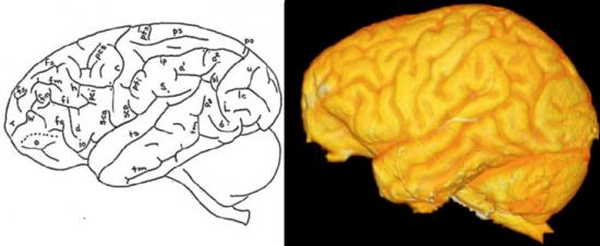 032318 bb chimp brains inline1 730 rev