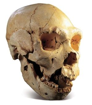 1-11431-skull-5-sima-de-los-huesos-spl.jpg