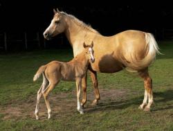 1449910008 palomino horse