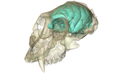 3dbrain small