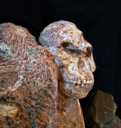 420 82085 vignette visage de stw 573 australopithecus ronald clarke 1