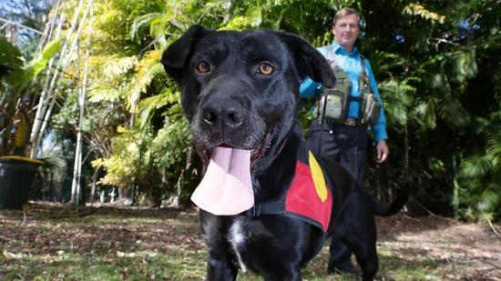 431693-dog-expert-gary-jackson-with-his-black-labrador-cross-migaloo.jpg