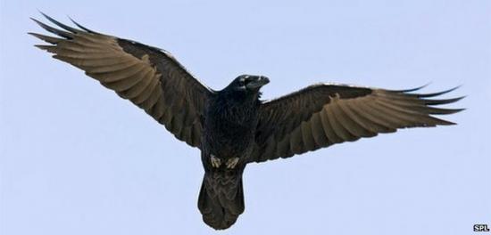 62939950-c0064856-common-raven-spl.jpg