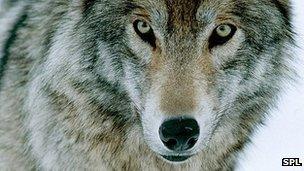 65432538-c0138432-gray-wolf-spl.jpg