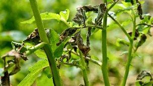 67712518-c0044961-late-blight-on-a-potato-plant-spl.jpg