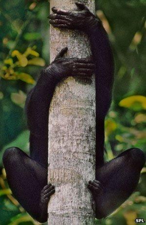 67919724-300-c0157551-bonobo-in-tree-pan-paniscus-congo-spl.jpg