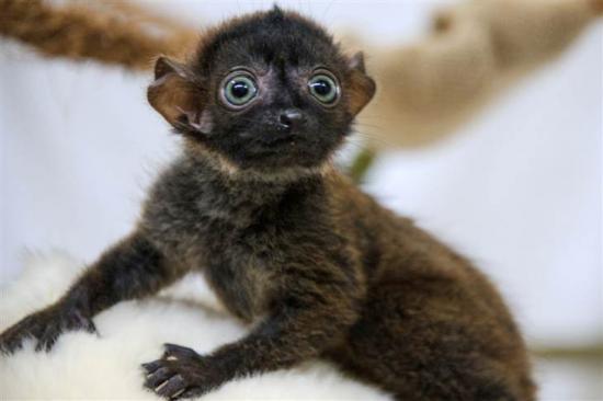 8c8796220-130829-blue-eyed-lemur-5p-blocks-desktop-large.jpg