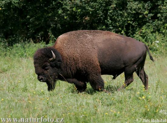 american-bison-45961.jpg