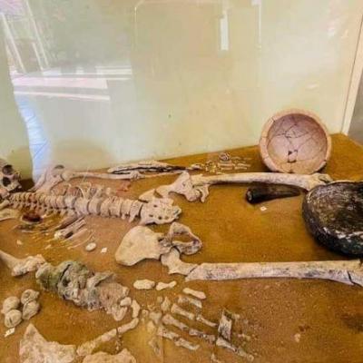 An exhibition displaying a human skeleton at banteay meanchey museum in sisophon town supplied