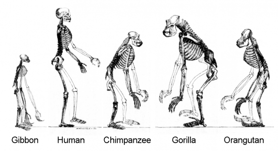 ape-skeletons.png