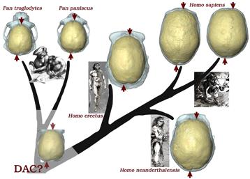 arbre-evolutif.jpg