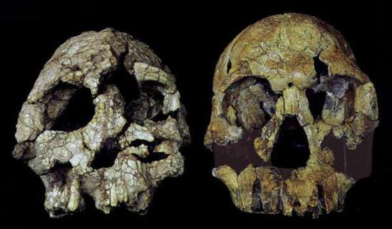 ardipithecusramidus3.jpg