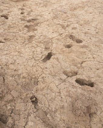 Arizona footprints