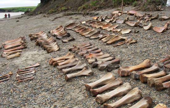 beach-boneyard.jpg