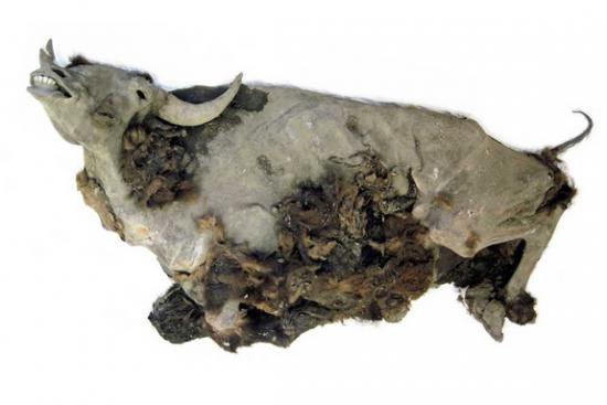 Bison mummy 1