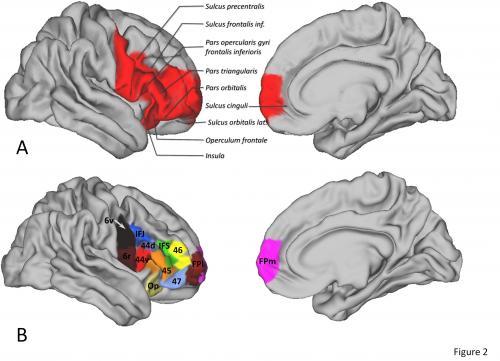 Brainregions