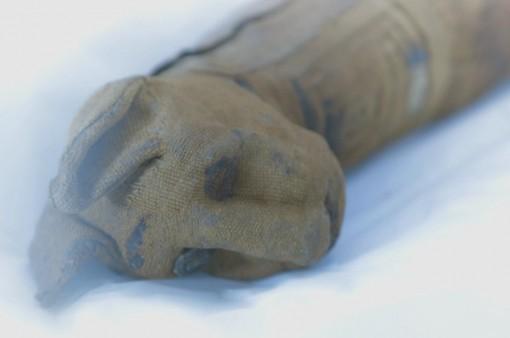 Cat mummy 510x338