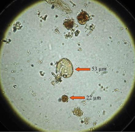 cereal-pollen-optimisation.jpg