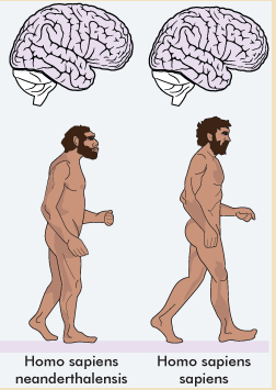 Cerveau