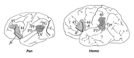 Chimp human comparison