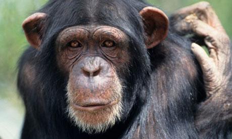 chimpanzee-006.jpg