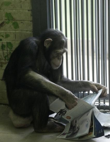 Chimps display similar personality traits as humans study