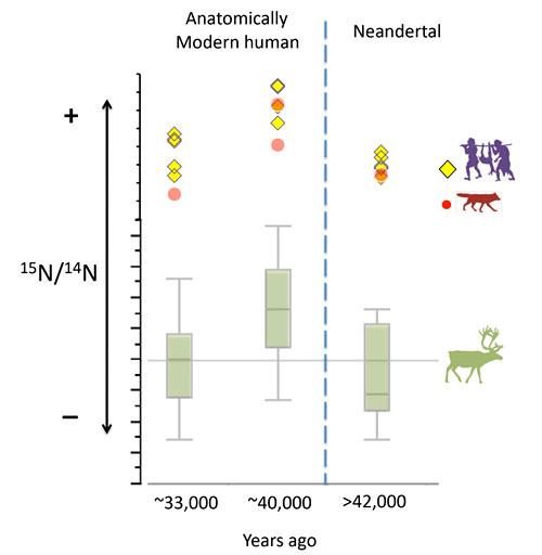 Decalage istotopique herbivore neandertal sapiens