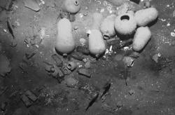 Dnews files 2015 12 treasure laden shipwreck found off colombian coast 151206 jpg