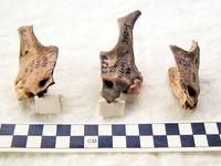 dog-skull-fragments-russia-pieces-67445-200x150.jpg