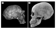 erectus.png