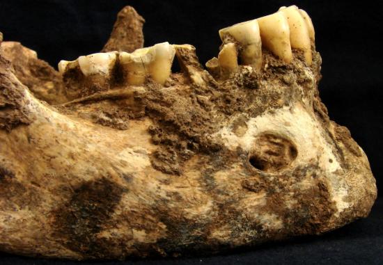 et20-mandible-130227.jpg