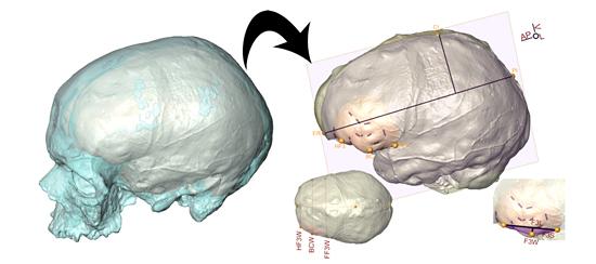 Etude aire de broca hominides