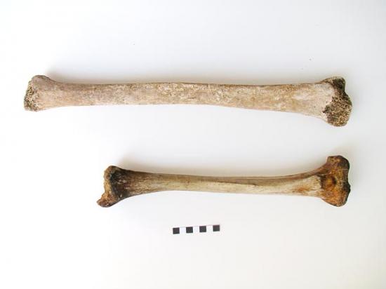 gigantism-found-in-roman-skeleton-61059-600x450.jpg