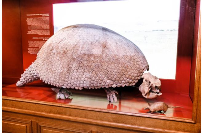 Glyptodonts fossil