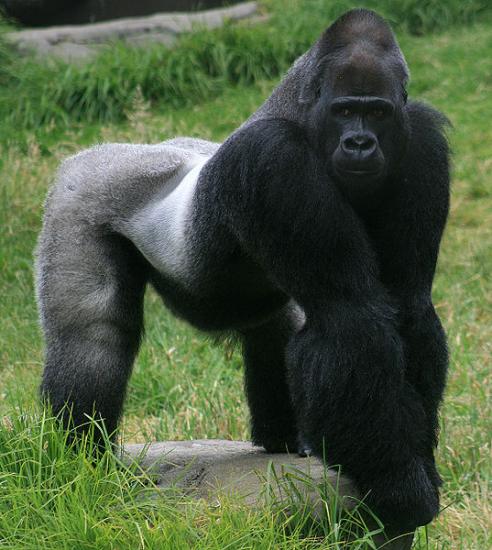 gorilla.jpg