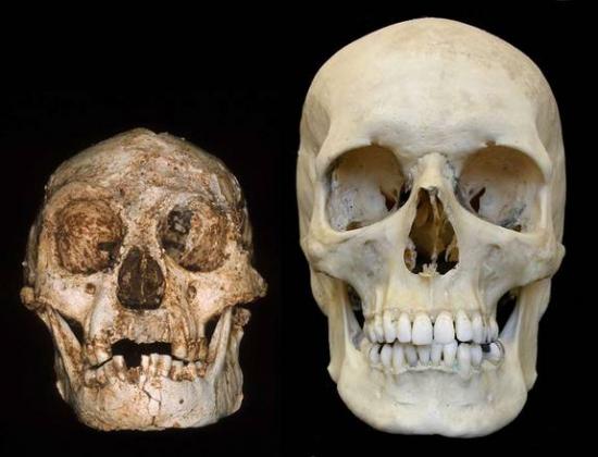 Hobbit skull 1