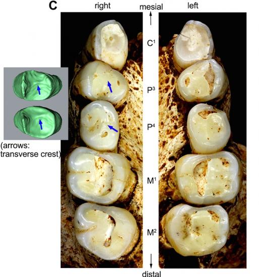 Hobbit teeth