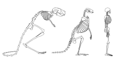 hominin2.png