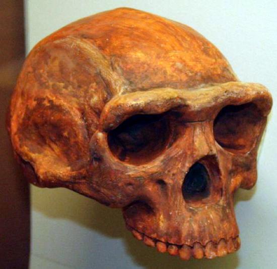homo-erectus-skull.jpg