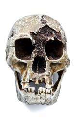homo-floresiensis-skull-lb1.jpg