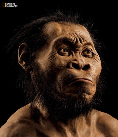 Homo naledi illustration