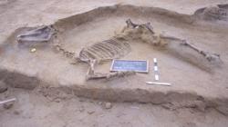 Horse skeleton e1452766371958