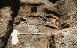 Horse skelton 3138366b