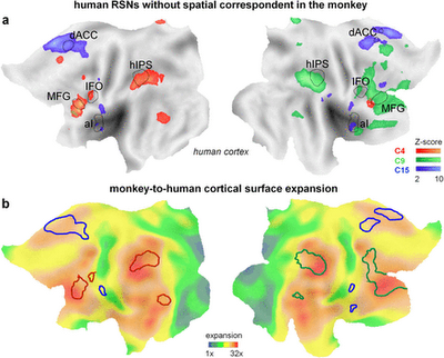 human-brain-evolution.png
