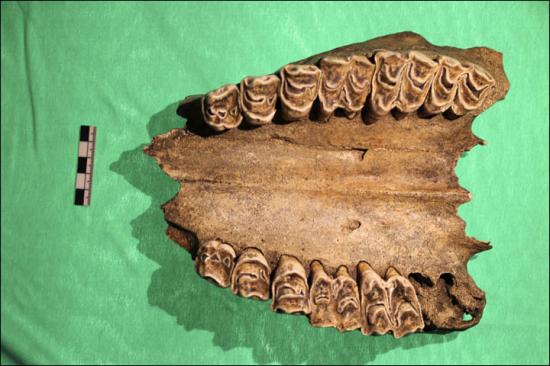 Inside jaw preobrazhenka