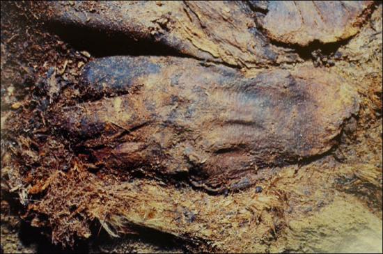 Inside mummified hand of a child