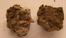 lo-res-fea-photo-shit-na-diet-03-coprolites-hi-res-courtesy-professor-karl-reinhard-dscn2805-270x155.jpg