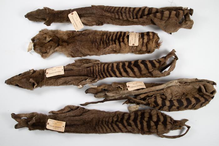 Low res 4 the five thylacine skins morton allport sent to the university museum of zoology cambridge in 1869 and 1871 university of cambridge 1