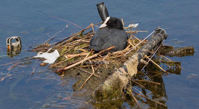 Low res coot nesting on bike1100x600