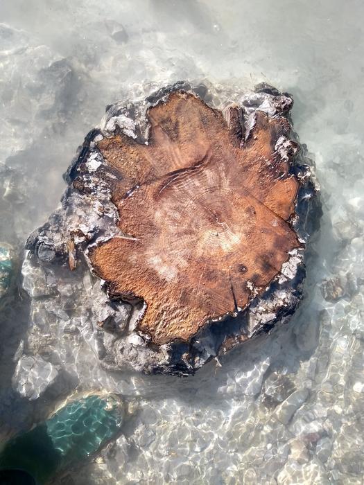 Low res tree rings of a buried subfossil tree in the drouzet river credit cecile miramont
